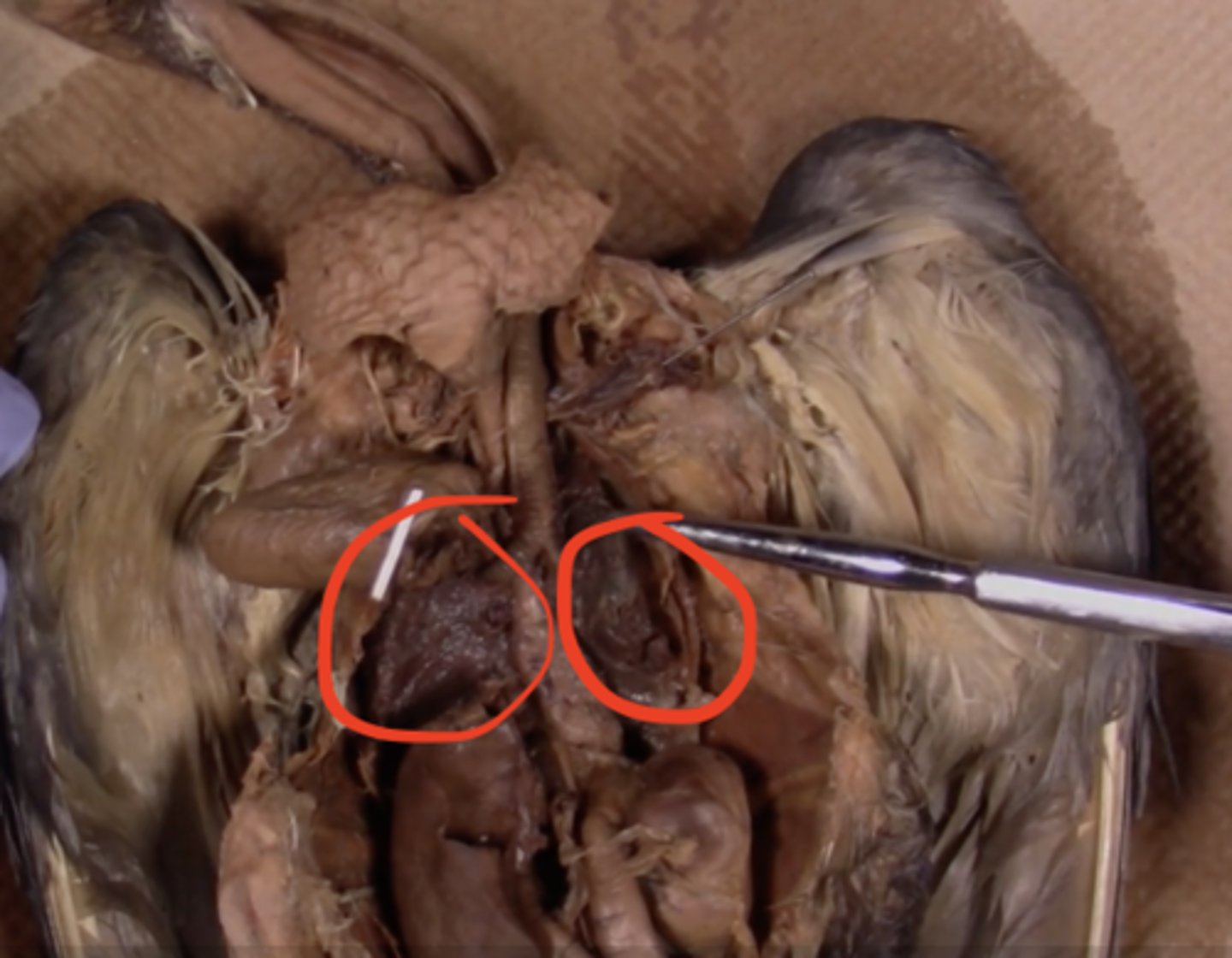 <p>lungs: respiration</p>