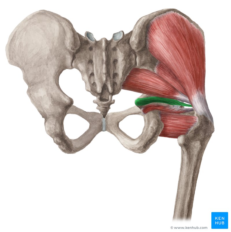 <p><span>Medial surface of greater trochanter (trochanteric fossa) of femur</span></p>