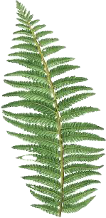 <p>A type of non-flowering plant that has feathery leaves.</p><p></p>