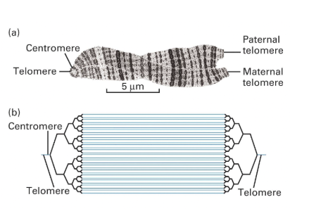 <ul><li><p>Several parallel, identical chromatids</p></li><li><p>Giant interphase chromosomes formed when multiple copies of DNA are repeatedly replicated without separation, allowing them to remain clustered.</p></li><li><p>They are found in certain tissues, such as the salivary glands of some insects, and are used to study gene activity and chromosomal structure.</p></li></ul><p></p>