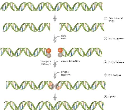 <p>requires heterodimer KU and the catalytic subunit of the DNA-dependent protein kinase, DNA-PKcs</p><p>DNA ligase 4-XRCC4 complex ligates the DNA</p>
