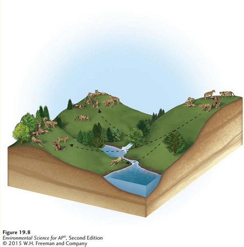 <p>A group of spatially distinct populations that are connected by occasional movements of individuals between them.</p>