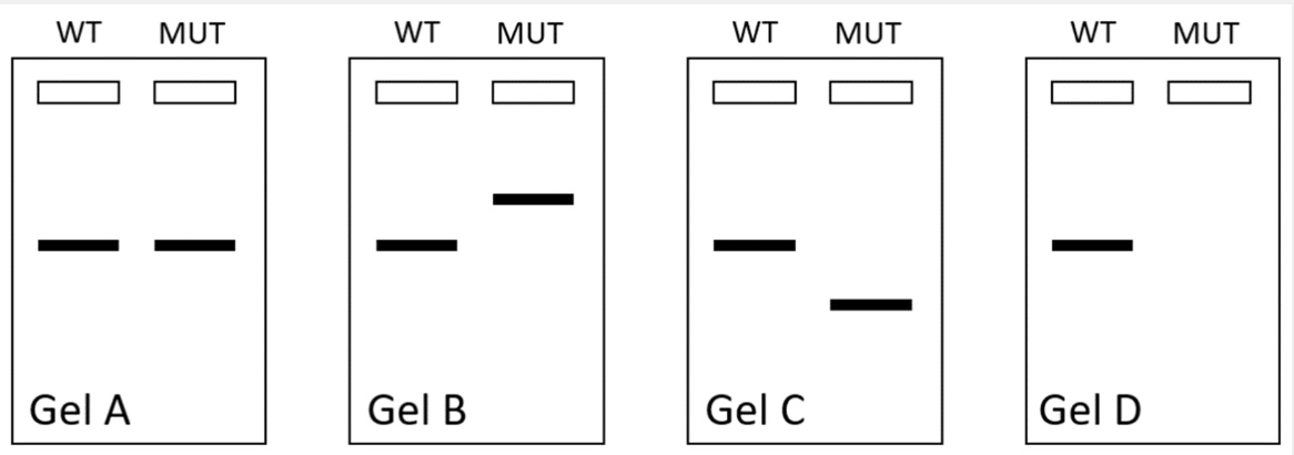 <p>Each of the questions below describes a different mutation that could occur in a eukaryotic gene. Determine which RNA gel below [A, B, C, or D] you would be most likely to observe as a consequence of each mutation. On each gel, “WT” is the normal wild type version of the mature mRNA and “MUT” is the mutated version of the mature mRNA. Answer choices may be used more than once or not at all.</p><p>Gel that would most likely result from a mutation that prevents the spliceosome from recognizing an intron:</p><p>A) Gel A</p><p>B) Gel B</p><p>C) Gel C</p><p>D) Gel D</p>