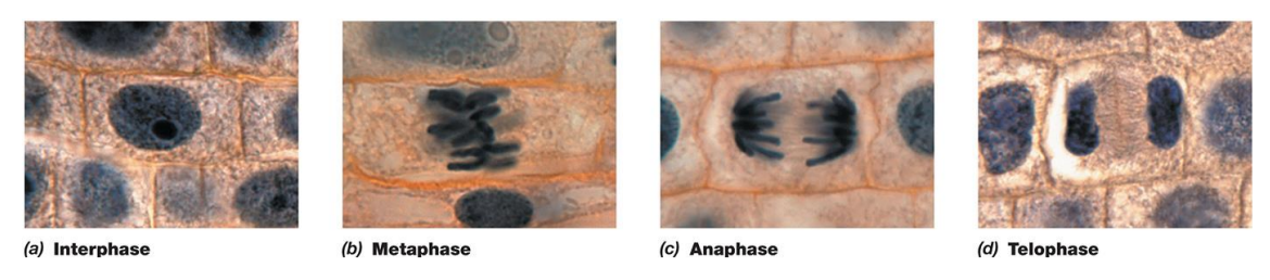 <p><span style="color: purple;">– mitosis </span></p><p><span data-name="black_small_square" data-type="emoji">▪</span> results in two diploid (two copies of each chromosome) daughter cells</p><p>–<span style="color: purple;"> meiosis </span></p><p><span data-name="black_small_square" data-type="emoji">▪</span> specialized form of nuclear division</p><p> <span data-name="black_small_square" data-type="emoji">▪</span> converts diploid into haploid cells </p><p><span data-name="black_small_square" data-type="emoji">▪</span> results in four haploid (one copy of each chromosome) <span style="color: purple;">gametes </span></p>