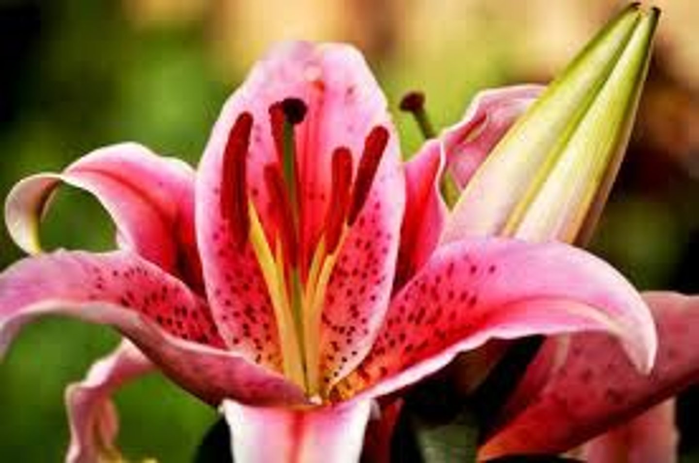 <p>Flowers with both stamens and carpels</p>