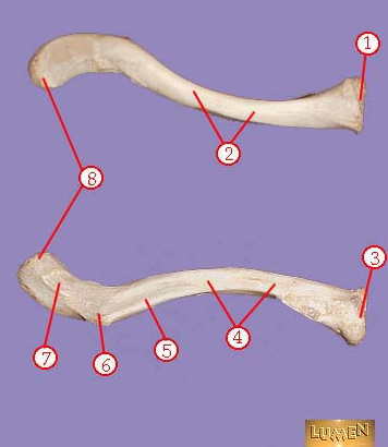 <p><span>Identify bone marking number 8.</span></p>