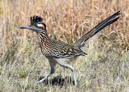 <p>reduced body temperature, opportunistic feeders, open arid brushy areas</p>