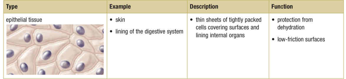 <p>skin, lining of digestive system, protect from dehydration, low-friction surfaces, thin sheets of tightly packed cells covering organs lining internal organs</p>