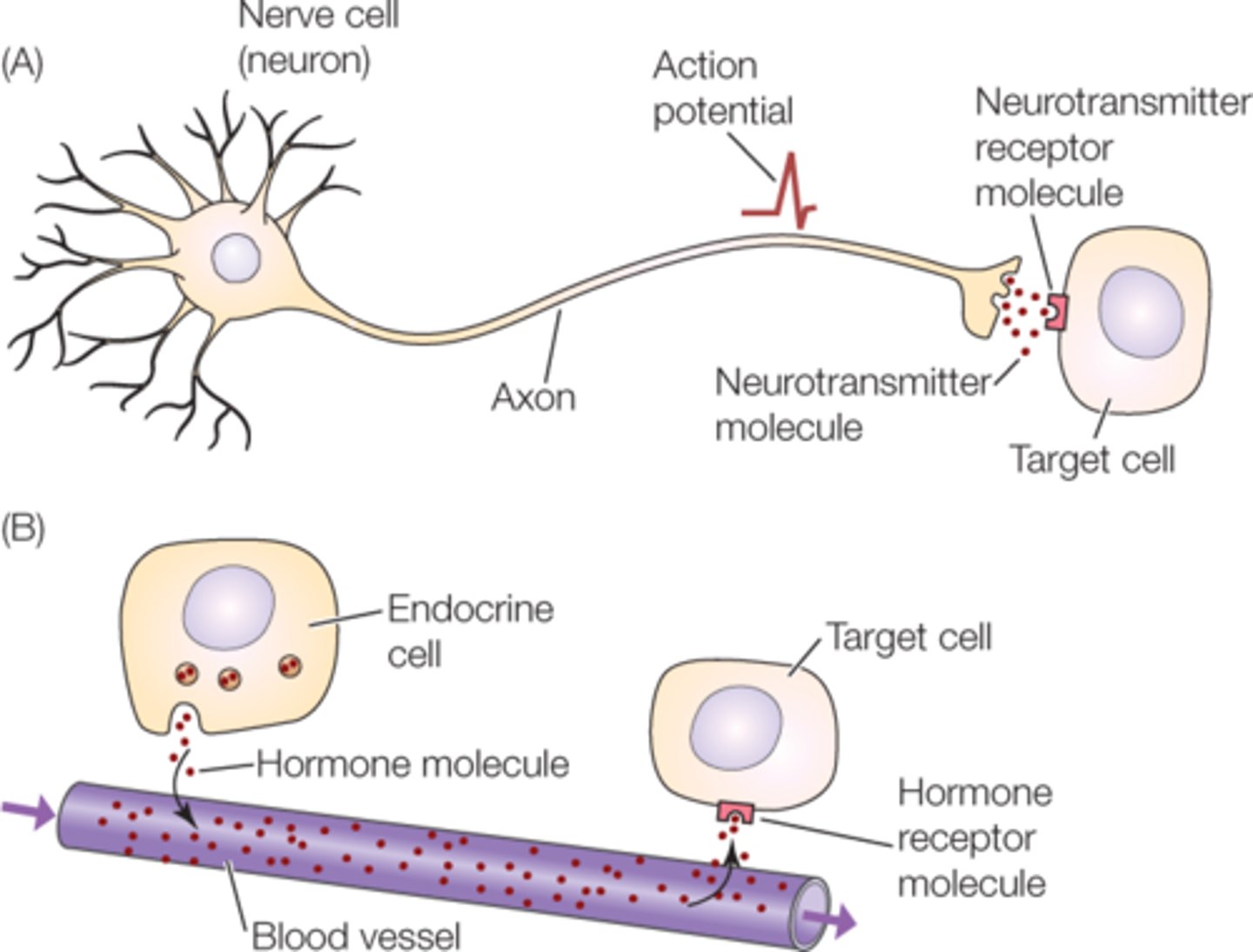 <p>1- nervous system ( which is instantaneous but last for very little time)</p><p>2- Endocrine system( which is slower action bus lasts longer)</p>