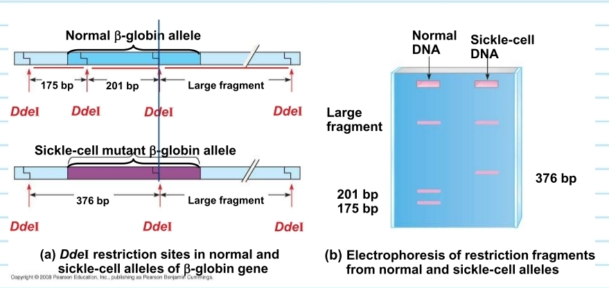 <p>sickle cell DNA - restriction fragment analysis</p>