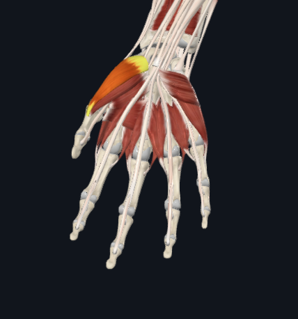 term image