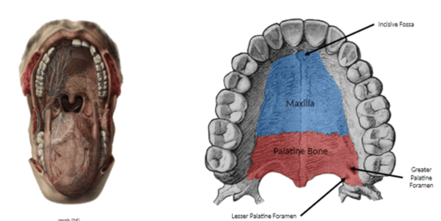 <p>o concave</p><p>o formed by palatine processes of maxillae, horizontal plates of palatine bones</p>