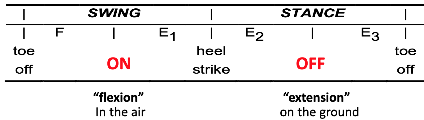 <p>Does the “Half-Centre” Structure involve the flexor burst generators and the extensor burst generators inhibiting each other? </p>