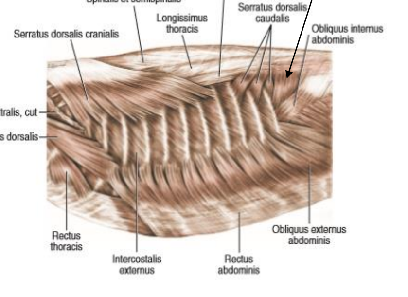 <p>which muscle is a triangular muscle, lying between last rib and processus transversus of first lumbar vertebrae?</p>