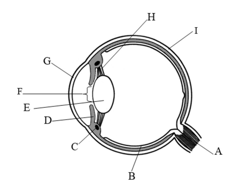 <p>I name and function</p>