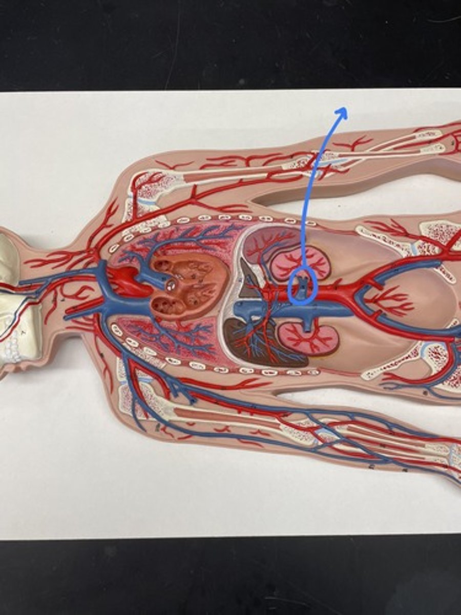 <p>blood vessel that carries blood away from the kidney and toward the heart</p>