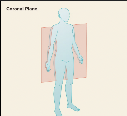 <p>separates into anterior and posterior sections (<u>crown</u>)</p>