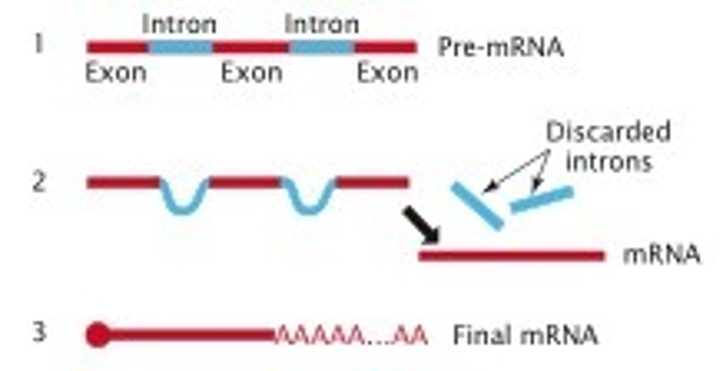 <p>-splicing</p><p>-5' cap</p><p>-3' poly-a tail</p><p>*Note: only occurs with eukaryotic mRNA</p>