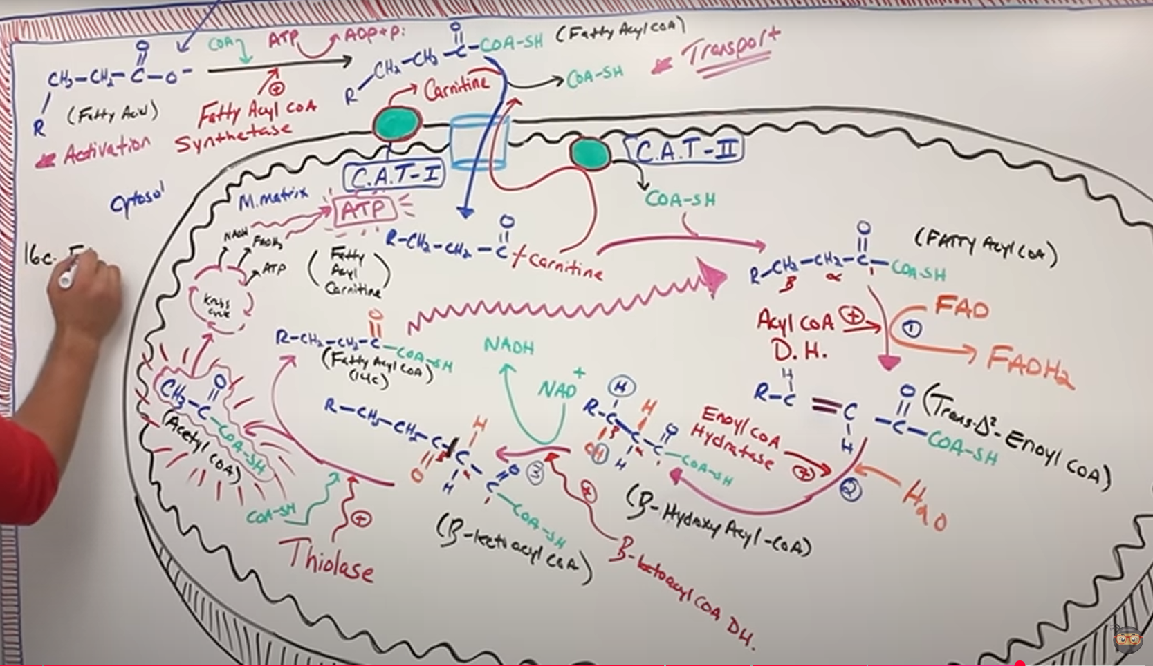 <p>Long chain fatty acids (16e palmitoleic acid) diffunderer inn i cellen</p><p></p><p><strong>Aktivering</strong></p><p></p><p>Fatty acyl CoA syntetase konverterer fettsyren til fatty acyl CoA (polmitoyl CoA?)</p><ul><li><p>krever CoA, krever energi å koble på, derfor ATP→ADP+Pi (?)</p></li><li><p>CoA bidrar til å hold emolekylet inni cellen, uten at det diffunderer ut igjen</p></li><li><p>dette steget kalles aktivering</p></li><li><p>men CoA kan ikke tre inn i matrix av mitokondrien, derfor:</p></li></ul><p></p><p><strong>Transport</strong></p><p></p><p>carnitine acetyl transferase 1: enzym i veggen på mitokondrien legger til carnitin til fatty acyl CoA</p><ul><li><p>CoA-SH spaltes av</p></li><li><p>det nye navnet kalles fatty acyl carnitin</p></li></ul><p></p><p><strong>Beta oksidasjon</strong></p><p></p><p>For at fatty acyl carnitin ikke skal gå tilbake gjennom mitokondrieveggen, må carnitin spaltes av igjen + legge til et CoA-SH igjen</p><ul><li><p>får da fatty acyl CoA</p></li><li><p>carnitin faller ut igjen tilbake i cytosol, går via carnitine acetyl transferase 2, som også sitter på mitokondriemembranen, dette er enzymet som legger til CoA-SH igjen</p></li></ul><p></p><p>Steg 1:<br>Acyl CoA dehydrogense transformerer Fatty acid acetyl CoA til trans-delta2-enoyl CoA</p><ul><li><p>FAD→FADH2 (tar med seg to hydridioner, et proton og to elektroner hver)</p></li></ul><p></p><p>Steg 2:</p><p>Enoyl CoA hydratase omdanner trans-delta2-enoyl til Beta-hydroksy-acyl-CoA</p><ul><li><p>Vann blir lagt til</p></li></ul><p></p><p>Steg 3:</p><p>Beta keto acyl CoA-dehydrogenase omdanner Beta-hydroksy-acyl-CoA til Beta keto acyl CoA</p><ul><li><p>NAD+ →NADH</p></li></ul><p></p><p>Steg 4:</p><p>Thiolase kutter båndet mellom alfa og betakarbonet, legger til en ekstra CoA og danner to produkter:</p><ul><li><p>fatty acyl CoA, som kan gå tilbake til steg 1 igjen</p></li><li><p><span style="color: rgb(250, 166, 248);"><u>Acetyl CoA</u></span> (?) som kan gå inn i SSS - som da kan danne mer ATP, hele poenget med betaoksidasjonen</p></li></ul><p></p>