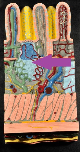 knowt flashcard image