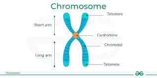 <p>Sister chromatids</p>