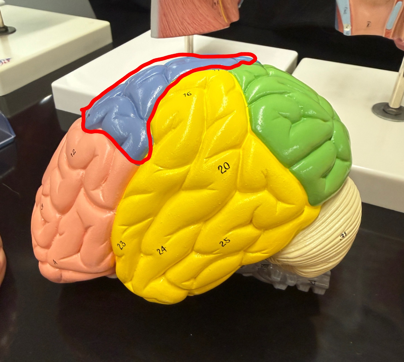 <p>What part of the brain is outlined in red? </p>