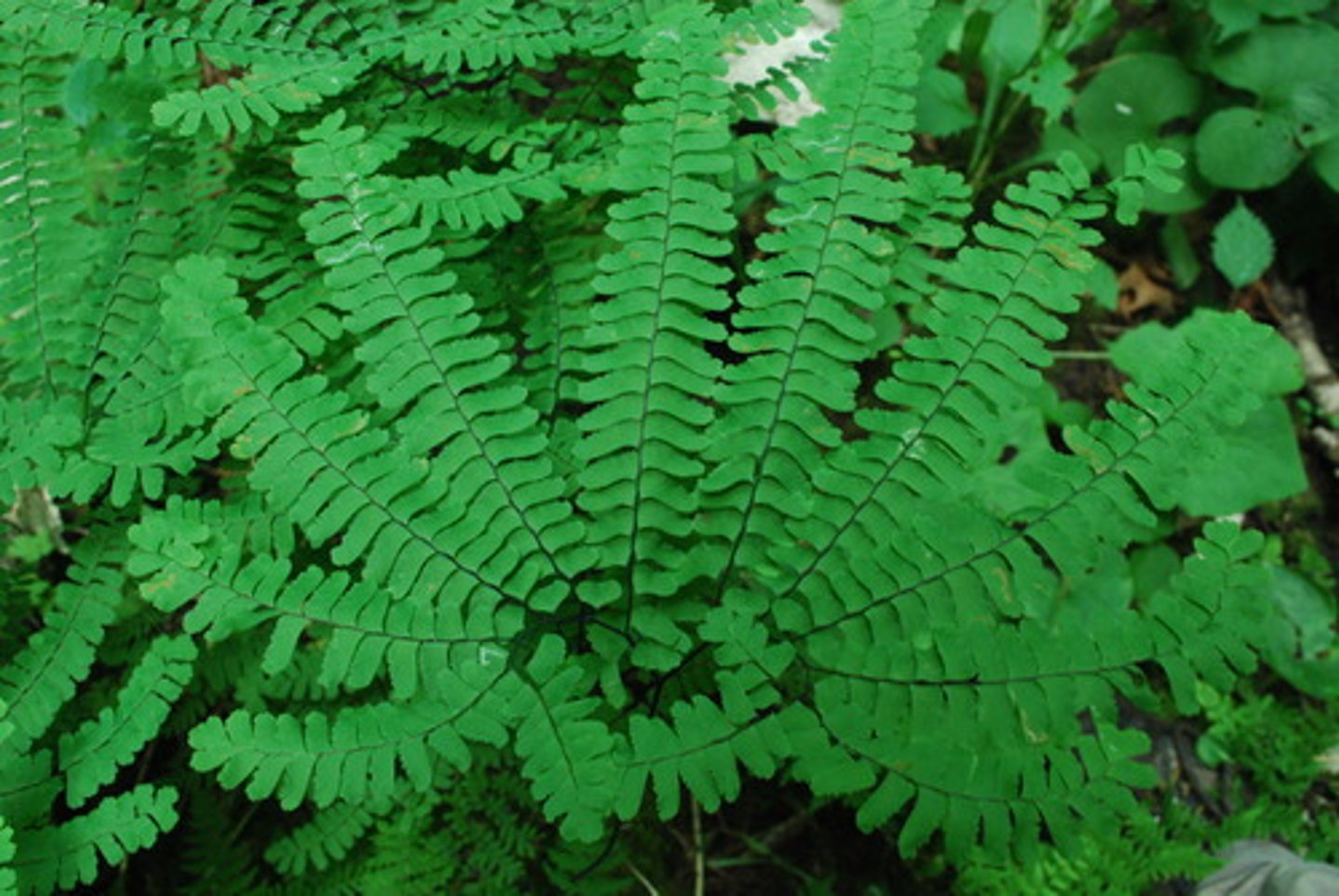 <p>Delicate Structure</p><p>- Recognizable by its thin black stems and circular arrangement of leaflets.</p><p>- Prefers wet, shaded habitats such as near waterfalls or seeps.</p><p>Cultural Use</p><p>- Used in First Nations basketry for decoration and structure.</p>