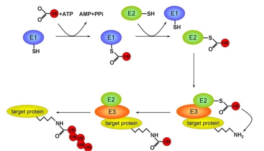 <p>Mono → régulation<br>Poly → dégradation</p><p class="has-focus">lys</p><p class="has-focus">dynamique et reversible</p>