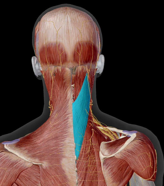 <p>onder:</p><ul><li><p>m. trapezius</p></li><li><p>m. rhomboideus major &amp; minor</p></li><li><p>m. serratus posterior superior</p></li></ul><p></p>