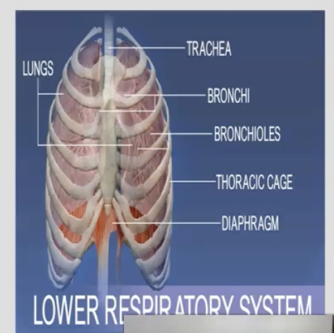 <p>organs of this tract are located inside of the chest cavity and include the trachea, lungs, and all segments of the bronchial tree</p>