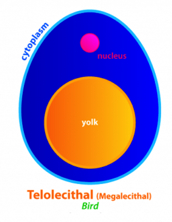 <ul><li><p>eggs laden with large amounts of yolk</p></li><li><p>e.g. most fishes, elasmobranchs, teleosts, marine lampreys, reptiles, birds, and monotremes</p></li></ul>