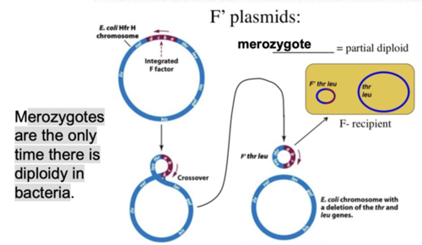 <p>diploidy in bacteria</p>