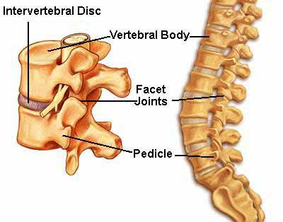 <ul><li><p>thoracic vertebrae and intervertebral discs</p><img src="http://127.0.0.1:54269/10_dp_latcutaway.jpg" data-width="100%" data-align="center" alt=""></li><li><p>sternum</p></li><li><p>ribs and costal cartilages</p></li></ul><p></p>