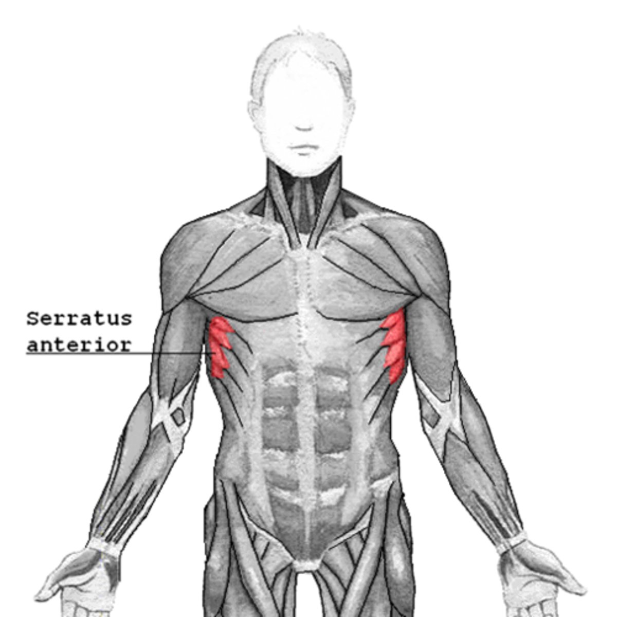 <p>abducts scapula and rotates it upward</p>