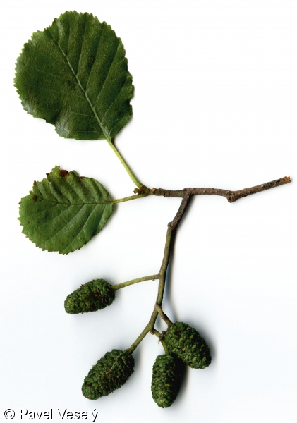<p><em>Betulaceae -</em> břízovité</p><p><em>Alnus glutinosa -</em> olše lepkavá</p>