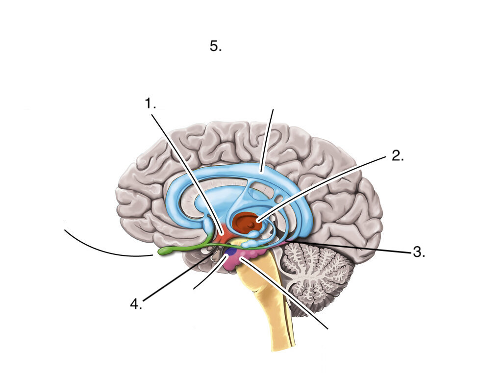 <p>Hypotalamus</p>