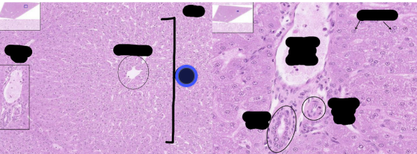 <p>what is this a histology of?</p>