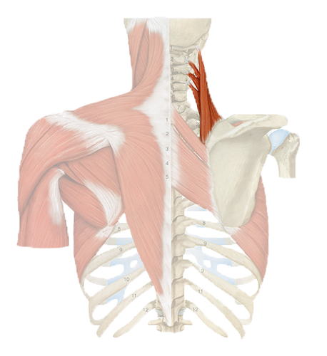 <p>O = transverse processes of C1-C4; I = medial margin of scapula; to raise scapula</p>