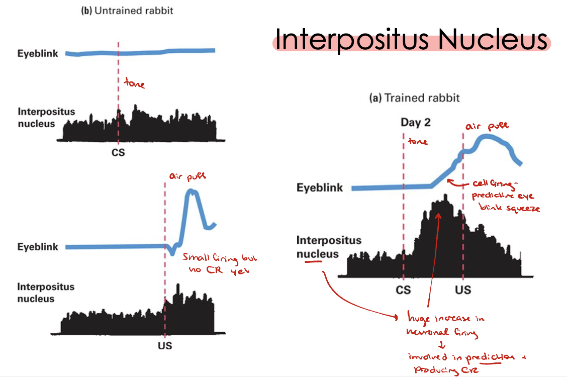 <ul><li><p>We see huge increase in neuronal firing during period between CS and US</p><ul><li><p>Involved in prediction of US and production of CR</p></li></ul></li></ul><p></p>