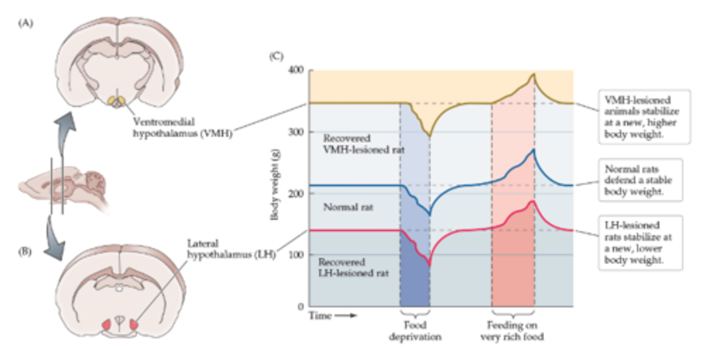 <p>Depending on where the lesion occurs, rats will stabilize at a new body weight, either higher or lower</p>