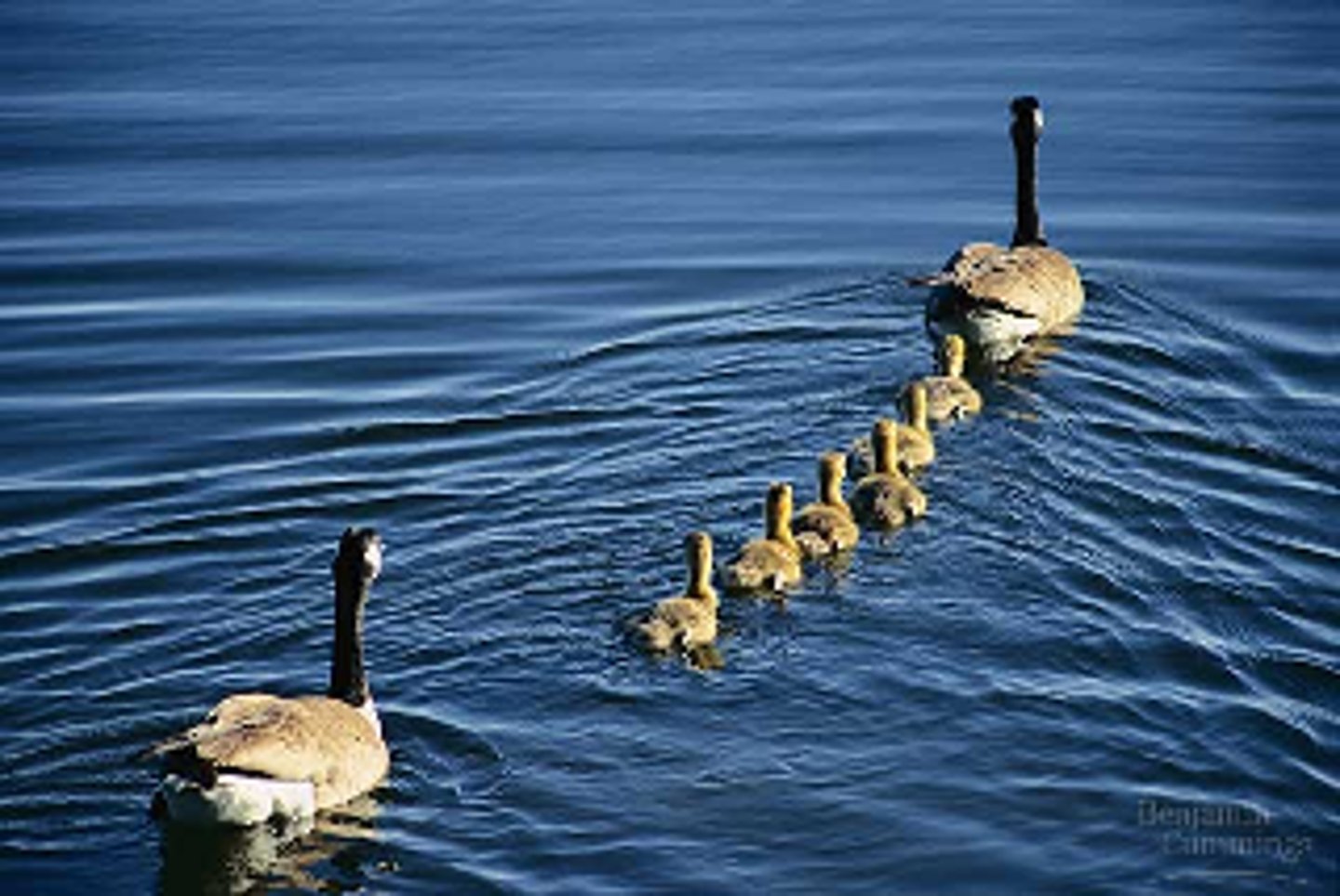 <p>behaviour based on genetic or epigenetic constitution</p><p>-spider webs</p><p>-herding dogs</p>