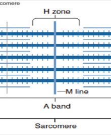 <p>M-line</p>
