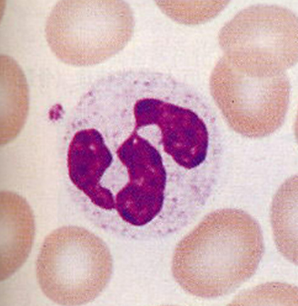 <p>3 or 4 lobed nucleus with faintly colored granules</p>