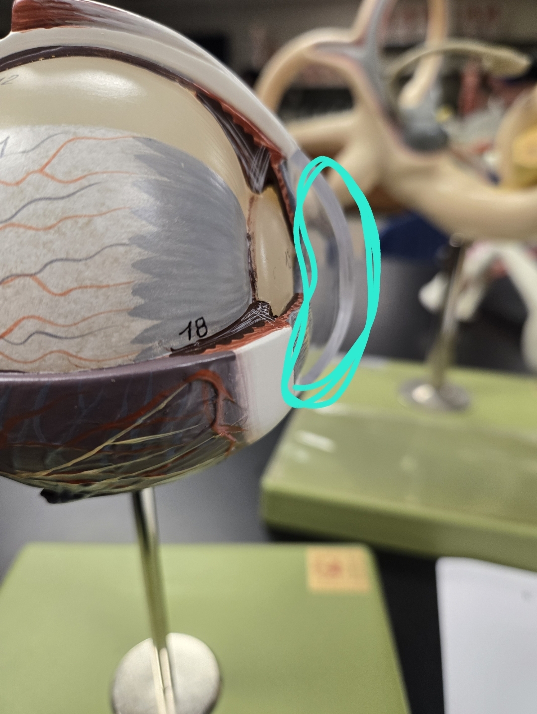 <p>Anatomy of the eye: Tunics</p>