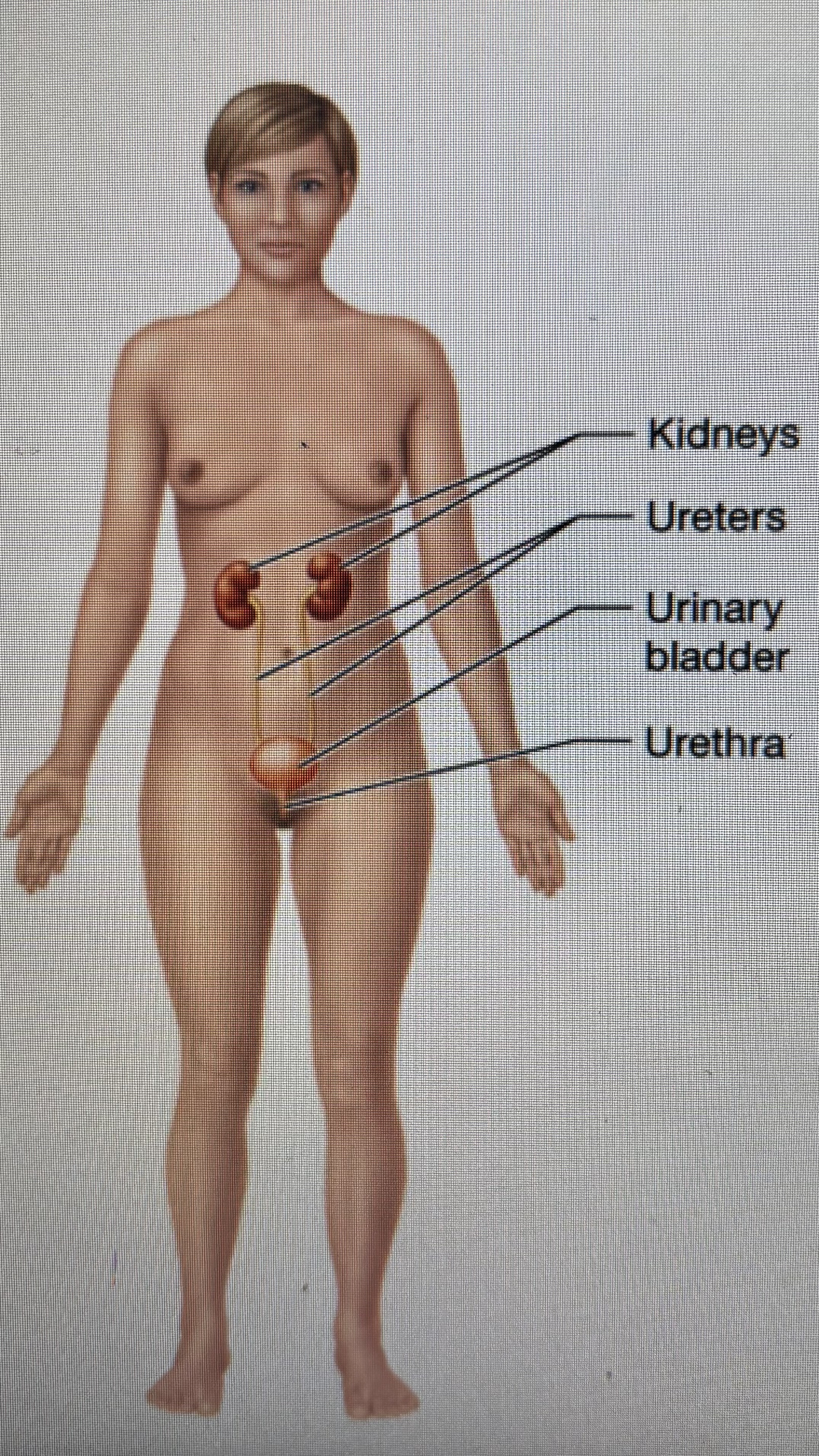 <p>kidneys </p><p>ureters</p><p>urinary bladder</p><p>urethra</p>