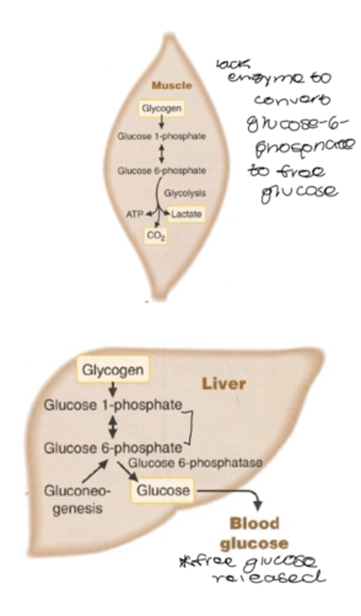 <p>breakdown of glycogen to glucose (or glucose-6-phosphate) in respond to low blood glucose</p><p>*muscle can't convert to free glucose- goes into glycolysis </p><p>-not a reversal of synthetic reactions</p><p>-in humans, the store of liver glycogen lasts about 24 hours</p><p>glycogen phosphorylase</p><p>-cleaves a 1,4 linkages and forms glucose 1 phosphate</p><p>-G1P --> G6P </p><p>-can be converted to glucose in liver</p><p>oligo (a-1,4 --> a 1,4)-glucantransferase</p><p>-causes exposure of 1,6 branch point</p><p>amylo-a(1,6)-glucosidase (debranching enzyme)</p><p>-removal of a 1,6 branch points</p><p>-allows phosphorylase to proceed</p>