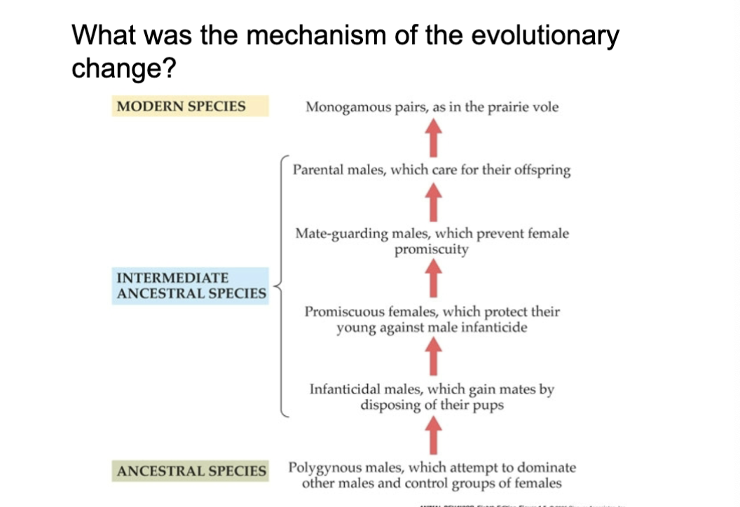 <p>vole experiment info card. flip for conclusion </p>