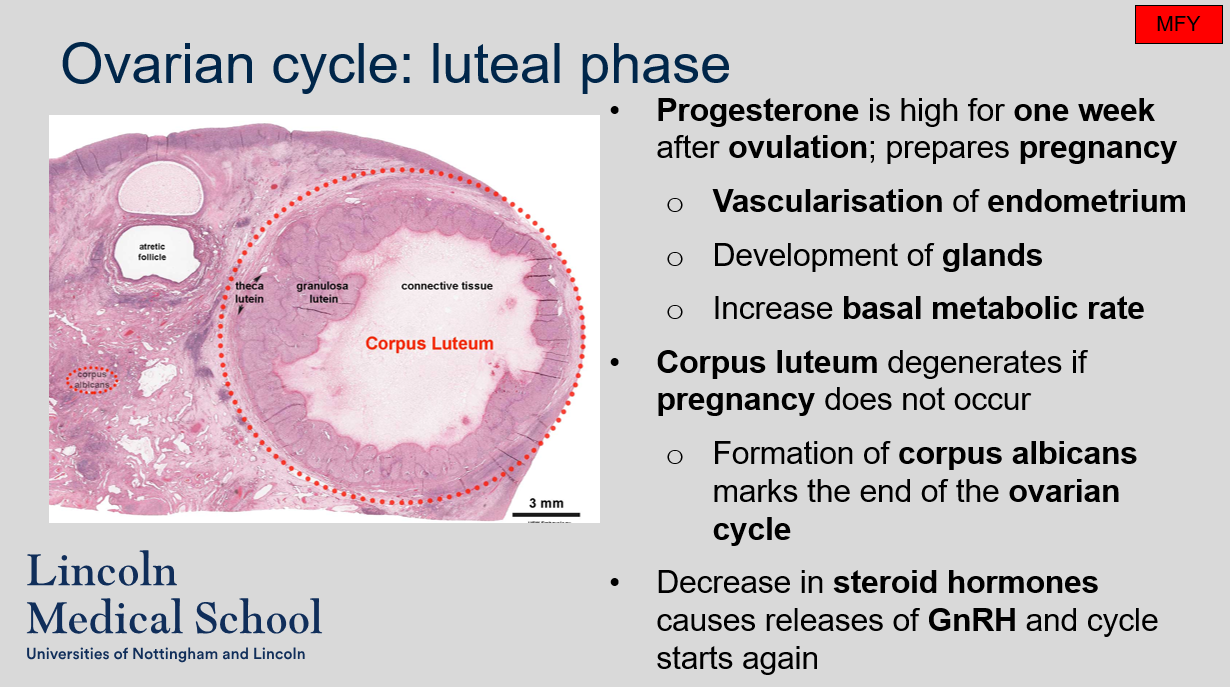 <ol><li><p>Progesterone is synthesized by the corpus luteum during the luteal phase of the ovarian cycle. It prepares the endometrium for pregnancy by causing vascularization of the endometrium, development of glands, and increase in basal metabolic rate.</p></li><li><p>If pregnancy does not occur during the luteal phase of the ovarian cycle, the corpus luteum will degenerate. The degenerated corpus luteum and the formation of corpus albicans marks the end of the ovarian cycle. The decrease in steroid hormones after corpus luteum degeneration causes the release of GnRH and the start of a new ovarian cycle.</p></li></ol>