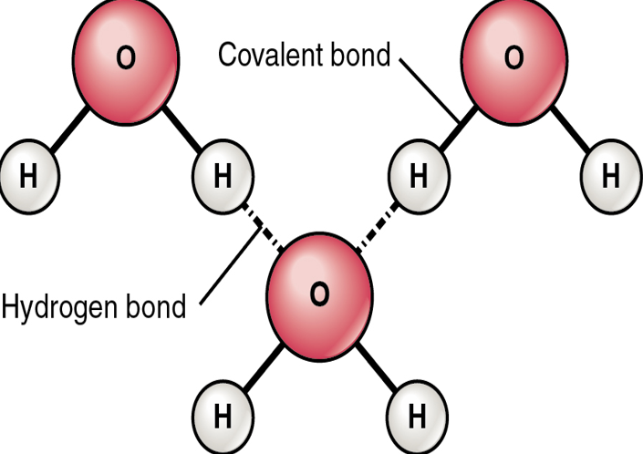 <p>Hydrogen bonds are the weak bonds that form between the hydrogen and oxygen in another molecule.</p>