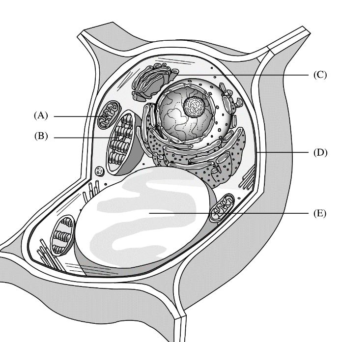 <p>Site of modification and packaging of proteins and lipids prior to export from the cell</p>